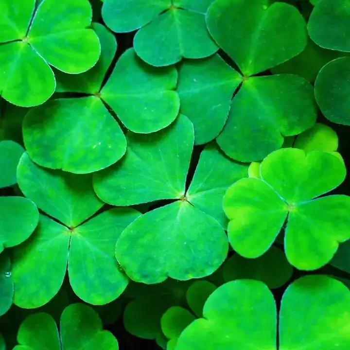 St. Patrick's Day - Curated Product List